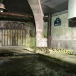 Paris et le Mystère du Crocodile des Égouts : Mythe ou Réalité ?