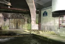 Paris et le Mystère du Crocodile des Égouts : Mythe ou Réalité ?