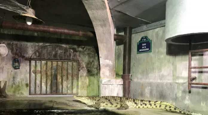Paris et le Mystère du Crocodile des Égouts : Mythe ou Réalité ?