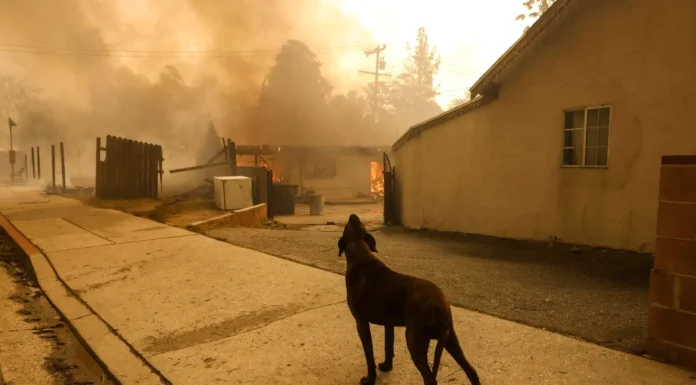 Elle abandonne son chien dans les incendies de Californie, ce qu’elle découvre ensuite est bouleversant